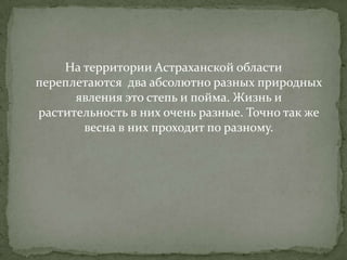 На территории Астраханской области
переплетаются два абсолютно разных природных
явления это степь и пойма. Жизнь и
растите...
