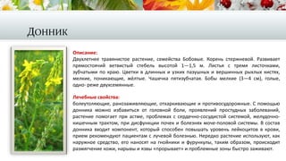 ДОННИК
Описание:
Двухлетнее травянистое растение, семейства Бобовые. Корень стержневой. Развивает
прямостоячий ветвистый стебель высотой 1—1,5 м. Листья с тремя листочками,
зубчатыми по краю. Цветки в длинных и узких пазушных и вершинных рыхлых кистях,
мелкие, поникающие, жёлтые. Чашечка пятизубчатая. Бобы мелкие (3—4 см), голые,
одно- реже двухсемянные.
Лечебные свойства:
болеутоляющие, ранозаживляющие, отхаркивающие и противосудорожные. С помощью
донника можно избавиться от головной боли, проявлений простудных заболеваний,
растение помогает при астме, проблемах с сердечно-сосудистой системой, желудочно-
кишечным трактом, при дисфункции почек и болезнях моче-половой системы. В состав
донника входит компонент, который способен повышать уровень лейкоцитов в крови,
прием рекомендуют пациентам с лучевой болезнью. Нередко растение используют, как
наружное средство, его наносят на гнойники и фурункулы, таким образом, происходит
размягчение кожи, нарывы и язвы «прорывает» и проблемные зоны быстро заживают.
 