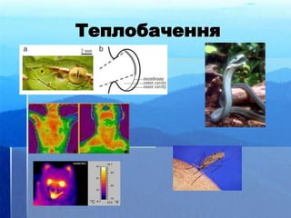 Теплобачення
 