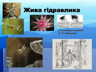 Жива гідравлика
«Стопохідна машина»
П. Л. Чебишева
 