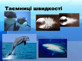 Таємниці швидкості
 