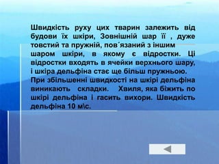 Швидкість руху цих тварин залежить від
будови їх шкіри, Зовнішній шар її , дуже
товстий та пружній, пов´язаний з іншим
шаром шкіри, в якому є відростки. Ці
відростки входять в ячейки верхнього шару,
і шкіра дельфіна стає ще більш пружньою.
При збільшенні швидкості на шкірі дельфіна
виникають складки. Хвиля, яка біжить по
шкірі дельфіна і гасить вихори. Швидкість
дельфіна 10 мс.
 