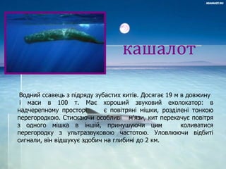 кашалот
Bодний ссавець з підряду зубастих китів. Досягає 19 м в довжину
і маси в 100 т. Має хороший звуковий ехолокатор: в
надчерепному просторі є повітряні мішки, розділені тонкою
перегородкою. Стискаючи особливі м'язи, кит перекачує повітря
з одного мішка в іншій, примушуючи цим коливатися
перегородку з ультразвуковою частотою. Уловлюючи відбиті
сигнали, він відшукує здобич на глибині до 2 км.
 