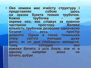  Око комахи має ячеїсту структуру і
представляє собою щось
на зразок букета тонких трубочок.
Кожна трубочка - це
окреме око, яке слідкує за певною
частиною простору. Велика
кількість трубочок дозволяє одночасно
бачити весь простір
довколо. Однак в такий тоненький
отвір світла попадає дуже
мало, як на дно глибокого колодязя.
Тому, складне око
комахи бачить з усіх боків, але ні в
одному напрямі воно не
бачить добре.
 