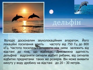 дельфін
Володіє досконалим звуколокаційним апаратом. Його
локаційні посилання мають частоту від 750 Гц до 800
кГц. Частота посилань і інтервали між ними залежить від
відстані до тіла, що відбиває. Дивовижна здатність
дельфіна відрізняти сигнали відбиті рибами, від сигналів
відбитих предметами таких же розмірів. Він може виявити
кинуту у воду дробину на відстані до 20 - 30 метрів.
 