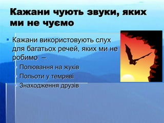 Кажани чують звуки, яких
ми не чуємо
 Кажани використовують слух
для багатьох речей, яких ми не
робимо –
 Полювання на жуків
 Польоти у темряві
 Знаходження друзів
 