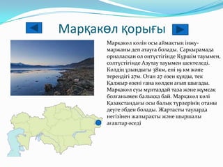 Марқакөл қорығы
Марқакӛл кӛлін осы аймақтың інжу-
маржаны деп атауға болады. Сарқырамада
орналасқан ол оңтүстігінде Күршім тауымен,
солтүстігінде Азутау тауымен шектеледі.
Кӛлдің ұзындығы 38км, ені 19 км және
тереңдігі 27м. Оған 27 ӛзен құяды, тек
Қалжыр ӛзені ғана кӛлден ағып шығады.
Марқакӛл суы мұнтаздай таза және жұмсақ
болғанымен балыққа бай. Марқакӛл кӛлі
Қазақстандағы осы балық түрлерінің отаны
деуге әбден болады. Жартасты тауларда
негізінен жапырақты және шыршалы
ағаштар ӛседі
 