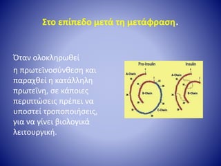 Στο επίπεδο μετά τη μετάφραση.
Όταν ολοκληρωθεί
η πρωτεϊνοσύνθεση και
παραχθεί η κατάλληλη
πρωτεΐνη, σε κάποιες
περιπτώσεις πρέπει να
υποστεί τροποποιήσεις,
για να γίνει βιολογικά
λειτουργική.
 