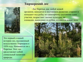 Тюрмерский лес
Это первый в нашей
истории лес, высаженный
искусственно Тюрмером в
1856 году. Начинается он с
Поречья. Этот лес
представляет собой
уникальный памятник
природы.
Лес Поречья, как любой живой
организм, находится в постоянном развитии: стареют и
попадают под рубку по санитарному состоянию одни
участки, подрастают лесные культуры, на
площадях, вышедших из рубки, создаются новые леса.
 