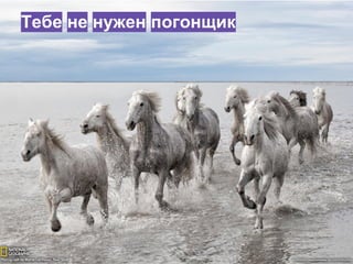 Тебе не нужен погонщик
 