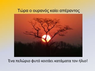 Σώξα ν νπξαλόο θαίεη απέξαληνο
Ζνα πελϊριο φυτό κοιτάει κατάματα τον ιλιο!
 