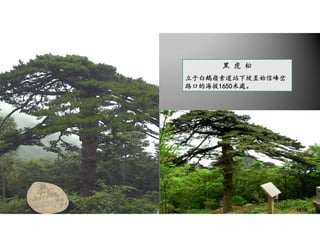 黑 虎 松
立于白鵝嶺索道站下坡至始信峰岔
路口的海拔1650米處。
10/36
 