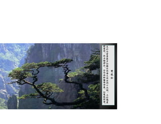 雙
龍
松
生
於
白
雲
景
區
步
仙
橋
往
西
海
大
峽
谷
洞
口
北
側
，
立
於
懸
崖
絕
壁
間
，
從
石
縫
掙
出
，
分
作
兩
幹
盤
曲
伸
展
，
如
雙
龍
探
海
。
19/36
 