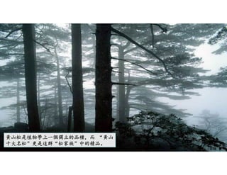 黃山松是植物學上一個獨立的品種，而 “黃山
十大名松”更是這群“松家族”中的精品。
2/36
 