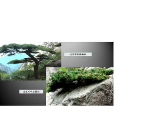 這也可叫貼壁松
這有點象麒麟松
31/36
 