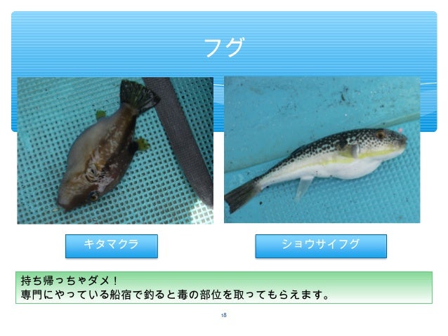 沖釣りデビュー実践編