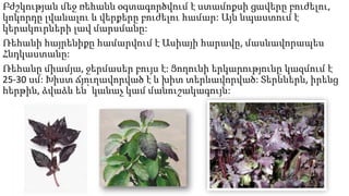 Բժշկության մեջ ռեհանն օգտագործվում է ստամոքսի ցավերը բուժելու,
կոկորդը լվանալու և վերքերը բուժելու համար: Այն նպաստում է
կերակուրների լավ մարսմանը:
Ռեհանի հայրենիքը համարվում է Ասիայի հարավը, մասնավորապես
Հնդկաստանը:
Ռեհանը միամյա, ջերմասեր բույս է: Ցողունի երկարությունը կազմում է
25-30 սմ: Խիստ ճյուղավորված է և խիտ տերևավորված: Տերևներն, իրենց
հերթին, ձվաձև են՝ կանաչ կամ մանուշակագույն:
 