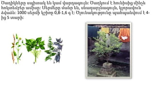 Ծաղիկները սպիտակ են կամ վարդագույն: Ծաղկում է հունիսից մինչև
հոկտեմբեր ամիսը: Սերմերը մանր են, սևադարչնագույն, կլորավուն
ձվաձև: 1000 սերմի կշիռը 0,8-1,6 գ է: Ծլունակությունը պահպանվում է 4-
ից 5 տարի:
 