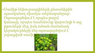 •Սամիթ նեխուրազգիների ընտանիքին
պատկանող միամյա տերևաբանջար:
Օգտագործվում է որպես թարմ
կանաչի, որպես համեմունք՝վարունգի և այլ
թթուների մեջ, իսկ ձմռան ժամանակ
կերակուրների մեջ օգտագործվում է
չորացված սամիթըֈ
 