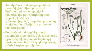 •Պատկանում է նեխուրազգիների
ընտանիքին։Միամյա բույս էֈ
Արմատներն առանցքային և
բավականին լավ ճյուղավորվածֈ
Ցողունը կանգուն
է, ճյուղավորված, կլոր, հարթ առանց
թավի հասնում է մինչև 120-150 սմ
բարձրության։
•Սամիթի տերևները հերթադիր
են, եռակի-փետրաձև, նեխ ասեղնաձև
բլթակներով կտրտվածֈ Տերևների
գույնը տատանվում է դեղնականաչից
մինչև մուգ կապտականաչ
 