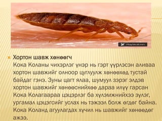  Хортон шавж хөнөөгч
Кока Коланы чихэрлэг үнэр нь гэрт үүрлэсэн аливаа
хортон шавжийг олноор цуглуулж хөнөөхөд тустай
байдаг гэнэ. Зуны цагт ялаа, шумуул зэрэг элдэв
хортон шавжийг хөнөөснийхөө дараа илүү гарсан
Кока Колагаараа цэцэрлэг ба хүлэмжнийхээ зүлэг,
ургамал цэцэгсийг услах нь тэжээл болж өгдөг байна.
Кока Коланд агуулагдах хүчил нь шавжийг хөнөөдөг
ажээ.
 