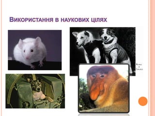 Найкраще різдво у житті українською