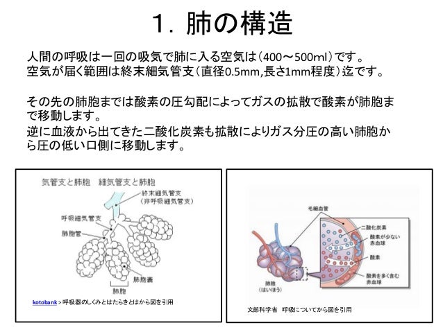 呼吸について Breathing