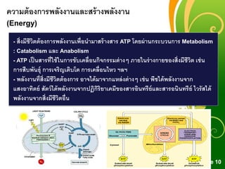 Free Powerpoint Templates
Page 10
ความต้องการพลังงานและสร้างพลังงาน
(Energy)
- สิ่งมีชีวิตต้องการพลังงานเพื่อนามาสร้างสาร ATP โดยผ่านกระบวนการ Metabolism
: Catabolism และ Anabolism
- ATP เป็นสารที่ใช้ในการขับเคลื่อนกิจกรรมต่างๆ ภายในร่างกายของสิ่งมีชีวิต เช่น
การสืบพันธุ์ การเจริญเติบโต การเคลื่อนไหว ฯลฯ
- พลังงานที่สิ่งมีชีวิตต้องการ อาจได้มาจากแหล่งต่างๆ เช่น พืชได้พลังงานจาก
แสงอาทิตย์ สัตว์ได้พลังงานจากปฏิกิริยาเคมีของสารอินทรีย์และสารอนินทรีย์ ไวรัสได้
พลังงานจากสิ่งมีชีวิตอื่น
 