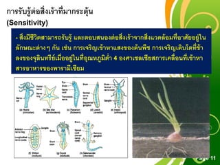 Free Powerpoint Templates
Page 11
การรับรู้ต่อสิ่งเร้าที่มากระตุ้น
(Sensitivity)
- สิ่งมีชีวิตสามารถรับรู้ และตอบสนองต่อสิ่งเร้าจากสิ่งแวดล้อมที่อาศัยอยู่ใน
ลักษณะต่างๆ กัน เช่น การเจริญเข้าหาแสงของต้นพืช การเจริญเติบโตที่ช้า
ลงของจุลินทรีย์เมื่ออยู่ในที่อุณหภูมิต่า 4 องศาเซลเซียสการเคลื่อนที่เข้าหา
สารอาหารของพารามีเซียม
 