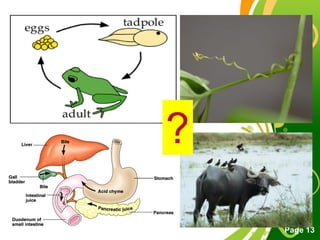 Free Powerpoint Templates
Page 13
?
 