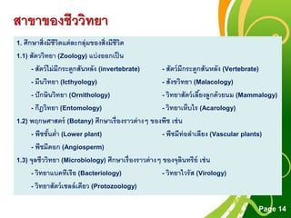 Free Powerpoint Templates
Page 14
สาขาของชีววิทยา
1. ศึกษาสิ่งมีชีวิตแต่ละกลุ่มของสิ่งมีชีวิต
1.1) สัตววิทยา (Zoology) แบ่งออกเป็น
- สัตว์ไม่มีกระดูกสันหลัง (invertebrate) - สัตว์มีกระดูกสันหลัง (Vertebrate)
- มีนวิทยา (Icthyology) - สังขวิทยา (Malacology)
- ปักษินวิทยา (Ornithology) - วิทยาสัตว์เลี้ยงลูกด้วยนม (Mammalogy)
- กีฎวิทยา (Entomology) - วิทยาเห็บไร (Acarology)
1.2) พฤกษศาสตร์ (Botany) ศึกษาเรื่องราวต่างๆ ของพืช เช่น
- พืชชั้นต่า (Lower plant) - พืชมีท่อลาเลียง (Vascular plants)
- พืชมีดอก (Angiosperm)
1.3) จุลชีววิทยา (Microbiology) ศึกษาเรื่องราวต่างๆ ของจุลินทรีย์ เช่น
- วิทยาแบคทีเรีย (Bacteriology) - วิทยาไวรัส (Virology)
- วิทยาสัตว์เซลล์เดียว (Protozoology)
 