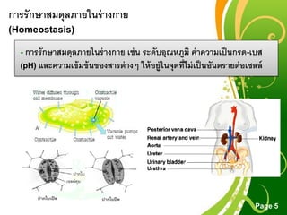 Free Powerpoint Templates
Page 5
การรักษาสมดุลภายในร่างกาย
(Homeostasis)
- การรักษาสมดุลภายในร่างกาย เช่น ระดับอุณหภูมิ ค่าความเป็นกรด-เบส
(pH) และความเข้มข้นของสารต่างๆ ให้อยู่ในจุดที่ไม่เป็นอันตรายต่อเซลล์
 