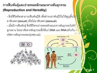 Free Powerpoint Templates
Page 7
การสืบพันธุ์และถ่ายทอดลักษณะทางพันธุกรรม
(Reproduction and Heredity)
- สิ่งมีชีวิตต้องสามารถสืบพันธุ์ได้ เพื่อดารงเผ่าพันธุ์ไว้ไม่ให้สูญสิ้นไป :
อาศัยเพศ (sexual) หรือไม่อาศัยเพศ (asexual)
- เมื่อมีการสืบพันธุ์ สิ่งมีชีวิตจะถ่ายทอดลักษณะทางพันธุกรรมไปยัง
ลูกหลาน โดยอาศัยสารพันธุกรรมซึ่งได้แก่ DNA และ RNA (ตัวเก็บ
รหัสทางพันธุกรรมของรุ่นพ่อ-แม่)
 