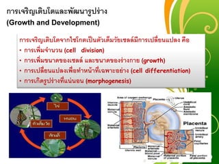Free Powerpoint Templates
Page 9
การเจริญเติบโตและพัฒนารูปร่าง
(Growth and Development)
การเจริญเติบโตจากไซโกตเป็นตัวเต็มวัยเซลล์มีการเปลี่ยนแปลง คือ
• การเพิ่มจานวน (cell division)
• การเพิ่มขนาดของเซลล์ และขนาดของร่างกาย (growth)
• การเปลี่ยนแปลงเพื่อทาหน้าที่เฉพาะอย่าง (cell differentiation)
• การเกิดรูปร่างที่แน่นอน (morphogenesis)
 