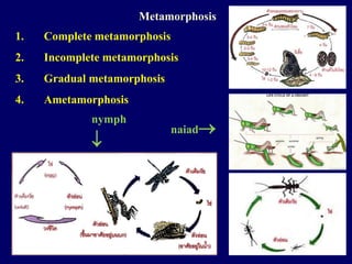 14
Metamorphosis
1. Complete metamorphosis
2. Incomplete metamorphosis
3. Gradual metamorphosis
4. Ametamorphosis
naiad
nymph

 