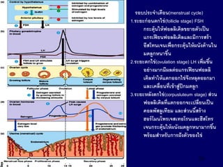 29
รอบประจาเดือน(menstrual cycle)
1.ระยะก่อนตกไข่(follicle stage) FSH
กระตุ้นให้ฟอลลิเคิลขยายตัวเป็น
แกรเฟียนฟอลลิเคิลและมีการสร้า
อีสโทนเจนเพื่อกระตุ้นให้ผนังด้านใน
มดลูกหนาขึ้น
2.ระยะตกไข่(ovulation stage) LH เพิ่มขึ้น
อย่างมากมีผลต่อแกรเฟียนฟอลลิ
เคิลทาให้แตกออกไข่จึงหลุดออกมา
และเคลื่อนที่เข้าสู่ปีกมดลูก
3.ระยะหลังตกไข่(corpusluteum stage) ส่วน
ฟอลลิเคิลที่แตกออกจะเปลี่ยนเป็น
คอลพัสลูเทียม และส่วนนี้สร้าง
ฮอร์โมนโพรเจสเทอโรนและฮีสโทร
เจนกระตุ้นให้ผนังมดลูกหนามากขึ้น
พร้อมสาหรับการฝังตัวของไข่
 