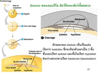 42
Blastula ของเอมบริโอ สัตว์ปีกและสัตว์เลื้อยคลาน
ลักษณะของ blastula เห็นเป็นแผ่น
เรียกว่า bastodisc ซึ่งจะเรียงตัวแยกเป็น 2 ชั้น
ชั้นนอกเรียก epiblast และชั้นในเรียก hypoblast
ช่องว่างตรงกลางเรียก blastocoel (blasstulation)
 