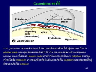 45
Gastrulation ของไก่
ระยะ gastrulation กลุ่มเซลล์ epiblast ด้านขวาและซ้ายจะเคลื่อนที่เข้าสู่แนวกลาง เรียกว่า
primitive streak และกลุ่มเซลล์จะม้วนตัวเข้าไปข้างใน โดยกลุ่มเซลล์ทางด้านหน้าสุดของ
primitive streak ที่เรียกว่า Hensen’s node ม้วนตัวเข้าไปก่อนเกิดเป็นแท่ง notochord บางกลุ่ม
เจริญเป็นชั้น mesoderm บางกลุ่มเคลื่อนที่ลงไปด้านล่างเกิดเป็น endoderm และกลุ่มเซลล์ที่อยู่
ด้านนอกเกิดเป็น ectoderm
 