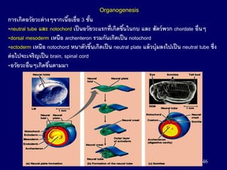 46
Organogenesis
การเกิดอวัยวะต่างๆจากเนื้อเยื่อ 3 ชั้น
•neutral tube และ notochord เป็นอวัยวะแรกที่เกิดขึ้นในกบ และ สัตว์พวก chordate อื่นๆ
•dorsal mesoderm เหนือ archenteron รวมกันเกิดเป็น notochord
•ectoderm เหนือ notochord หนาตัวขึ้นเกิดเป็น neutral plate แล้วบุ๋มลงไปเป็น neutral tube ซึ่ง
ต่อไปจะเจริญเป็น brain, spinal cord
•อวัยวะอื่นๆเกิดขึ้นตามมา
 