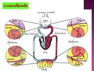การแลกเปลี่ยนแก๊ส
 