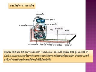 การวัดอัตราการหายใจ
ปริมาณ CO2 และ O2 สามารถบอกอัตรา metabolism ของคนได้ คนจะมี CO2 สูง และ O2 ต่า
เมื่อมี metabolism สูง ซึ่งอาจเกิดจากการออกกาลังกาย หรืออยู่นที่ที่อุณหภูมิต่า ปริมาณ CO2 ที่
สูงขึนจะไปกระตุ้นศูนย์ควบคุมให้หายใจถี่ขึนโดยอัตวัติ
 