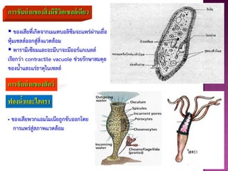 การขับถ่ายของสิ่งมีชีวิตเซลล์เดียว
 ของเสียที่เกิดจากเมแทบอลิซึมจะแพร่ผ่านเยื่อ
หุ้มเซลล์ออกสู่สิ่งแวดล้อม
 พารามีเซียมและอะมีบาจะมีออร์แกเนลล์
เรียกว่า contractile vacuole ช่วยรักษาสมดุล
ของนาและแร่ธาตุในเซลล์
การขับถ่ายของสัตว์
ฟองน้าและไฮดรา
• ของเสียพวกแอมโมเนียถูกขับออกโดย
การแพร่สู่สภาพแวดล้อม
 
