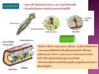 หนอนตัวแบน • พลานาเรีย มีเฟลมเซลล์ (flame cell) ช่วยกาจัดของเสีย
• ขับแอมโมเนียออกทางท่อขับถ่ายและทางผิวหนังได้
ไส้เดือนดิน
• มีอวัยวะ เรียกว่า nephridium ปล้องละ 1 คู่ มีปลายเปิดสองข้าง
• ปลายของเนฟริเดียมข้างหนึ่งอยู่ในช่องของลาตัว มีลักษณะ
เหมือนปากแตร เรียกว่า nephrostome รับของเหลวจากช่อง
ลาตัว อีกข้างเป็นช่องเปิดออกสู่ภายนอกผิวหนัง
• ขับถ่ายของเสียพวกแอมโมเนียและยูเรีย และดูดนาและแร่ธาตุบาง
ชนิดกลับสู่เลือด
 