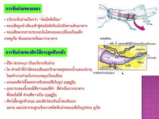การขับถ่ายของแมลง
• อวัยวะขับถ่ายเรียกว่า “ท่อมัลพิเกียน”
• ของเสียถูกลาเลียงเข้าสู่ท่อมัลพิเกียนไปยังทางเดินอาหาร
• ของเสียพวกสารประกอบไนโตรเจนจะเปลี่ยนเป็นผลึก
กรดยูเรีย ขับออกมาพร้อมกากอาหาร
การขับถ่ายของสัตว์มีกระดูกสันหลัง
• มีไต (kidney) เป็นอวัยวะขับถ่าย
• ไต ทาหน้าที่กาจัดของเสียและรักษาสมดุลของนาและแร่ธาตุ
โดยทางานร่วมกับระบบหมุนเวียนเลือด
• นกและสัตว์เลือยคลานขับของเสียในรูป กรดยูริก
• อุจจาระของจิงจกมีสีขาวและสีดา สีดาเป็นกากอาหาร
ที่ย่อยไม่ได้ ส่วนสีขาวเป็น กรดยูริก
• สัตว์เลียงลูกด้วยนม และสัตว์สะเทินนาสะเทินบก
ฉลาม และปลากระดูกแข็งบางชนิดขับถ่ายของเสียในรูปของ ยูเรีย
 