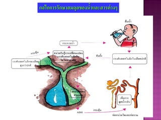 กลไกการรักษาสมดุลของน้าและสารต่างๆ
 