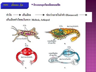 แมลง (ตั๊กแตน , กุ้ง)  มีระบบหมุนเวียนเลือดแบบเปิด
 