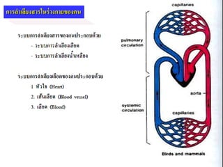 การลาเลียงสารในร่างกายของคน
 