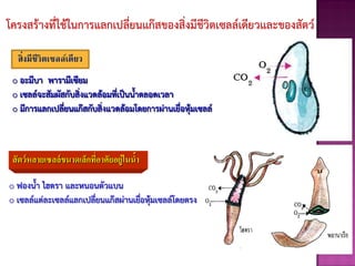 โครงสร้างที่ใช้ในการแลกเปลี่ยนแก๊สของสิ่งมีชีวิตเซลล์เดียวและของสัตว์
สิ่งมีชีวิตเซลล์เดียว
o อะมีบา พารามีเซียม
o เซลล์จะสัมผัสกับสิ่งแวดล้อมที่เป็นนาตลอดเวลา
o มีการแลกเปลี่ยนแก๊สกับสิ่งแวดล้อมโดยการผ่านเยื่อหุ้มเซลล์
สัตว์หลายเซลล์ขนาดเล็กที่อาศัยอยู่ในน้า
o ฟองนา ไฮดรา และหนอนตัวแบน
o เซลล์แต่ละเซลล์แลกเปลี่ยนแก๊สผ่านเยื่อหุ้มเซลล์โดยตรง
 