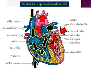 โครงสร้างและการหมุนเวียนเลือดภายในของหัวใจ
 