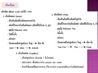 เส้นเลือด
 